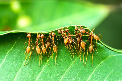 ants working as community
